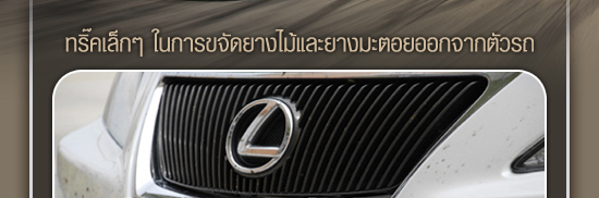 ทริปเล็ก ๆ ในการขจัดยางไม้