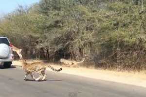 ชมวิดีโอ กวางกระโดดเข้ารถ Toyota Land Cruiser เพื่อหนีเสือชีต้าร์