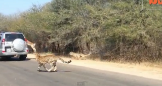ชมวิดีโอ กวางกระโดดเข้ารถ Toyota Land Cruiser เพื่อหนีเสือชีต้าร์