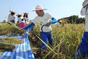 Bridgestone จัดกิจกรรมร่วมใจพลิกฟื้นวิถีไทย ร่วมใจลงแรงทำนา - เกี่ยวข้าว