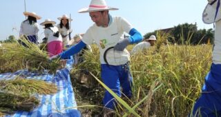 Bridgestone จัดกิจกรรมร่วมใจพลิกฟื้นวิถีไทย ร่วมใจลงแรงทำนา - เกี่ยวข้าว