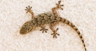 FORD ค้นคว้านวัตกรรมเลียนแบบธรรมชาติโดยใช้ตุ๊กแกเป็นกรณีศึกษา