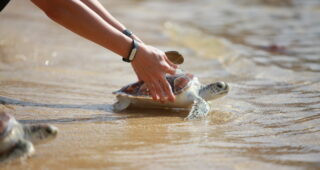 Ford ประเทศไทย ส่งเสริมการอนุรักษ์สิ่งแวดล้อมจัดกิจกรรมปล่อยเต่าทะเล 100 ตัว คืนสู่ธรรมชาติ ณ เกาะมันใน จังหวัดระยอง