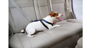 เคล็ด (ไม่) ลับจาก FORD เพื่อทุกการเดินทางที่ปลอดภัยกับสัตว์เลี้ยงแสนรักของคุณ