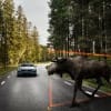 Exterior Large Animal Detection Volvo S90 1