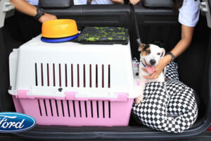 FORD แนะวิธีแฮงเอาท์กับน้องหมาอย่างไรให้ปลอดภัย